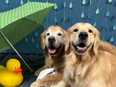 Two dogs sitting "under" an umbrella in front of a background decorated like rain
