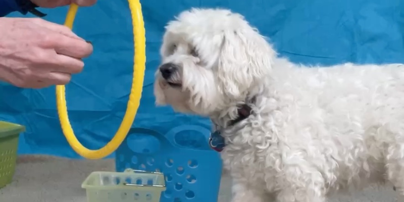 Fluffy white dog about to put head through a small yellow hoop
