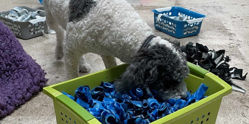 Dog snuffling in treat basket
