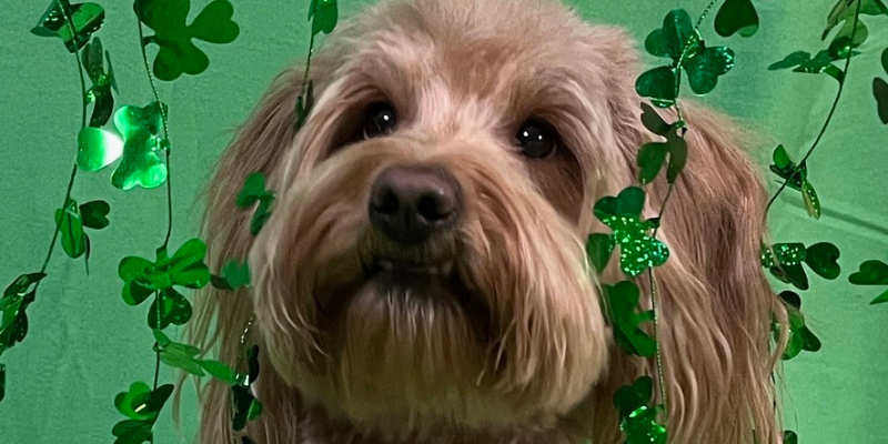 Face of a Goldendoodle on a Saint Patrick's Day backdrop