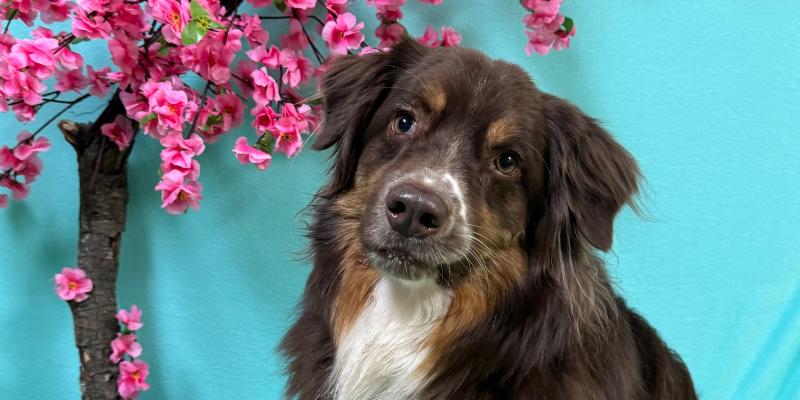 Face of a trip-colored Australian Shepherd in front of a cherry blossom background