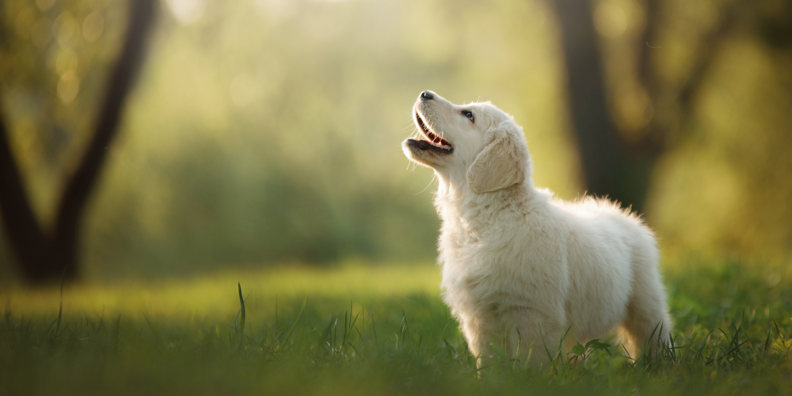 Golden puppy in the woods
