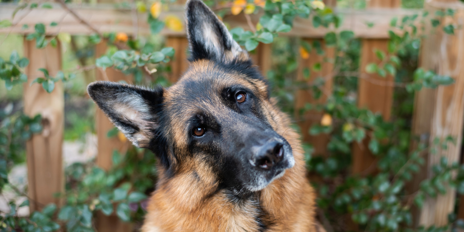 German shepherd cocking head
