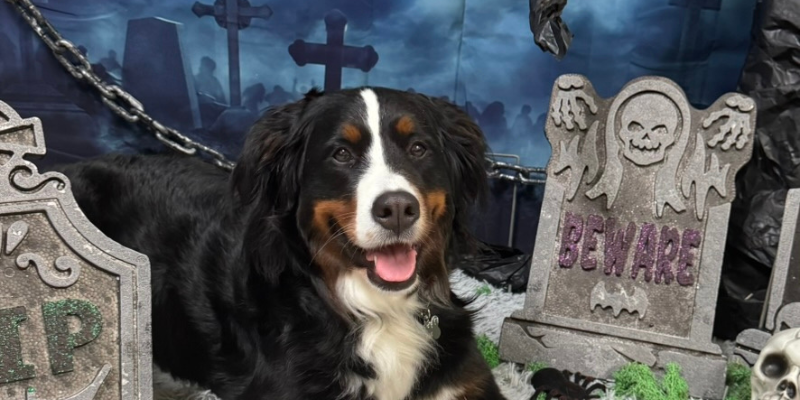 Bernese Mountain Dog practices spooky stays in graveyard scene at Daycare PLUS