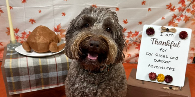 Bonny the mini-labradoodle holds a stay on the set for the Thanksgiving dog training challenge in WOOFS! Daycare PLUS