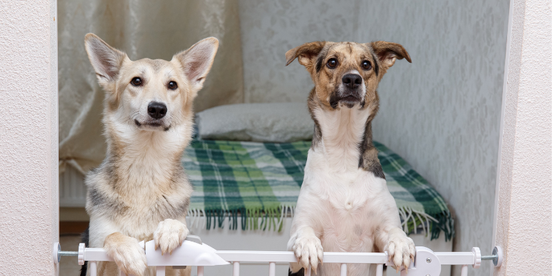 Solve dog behavior problems with management, like a baby gate