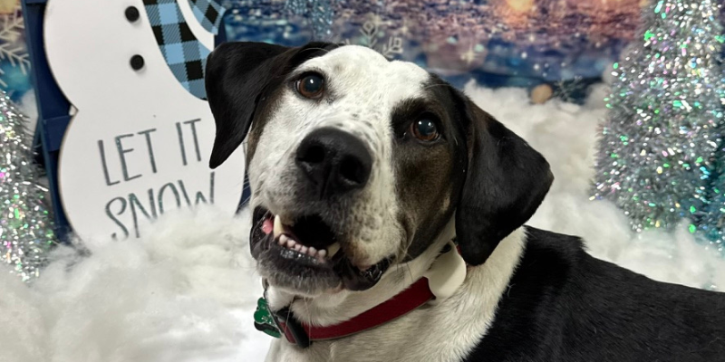 Snoop practices his stay in a Winter Wonderland