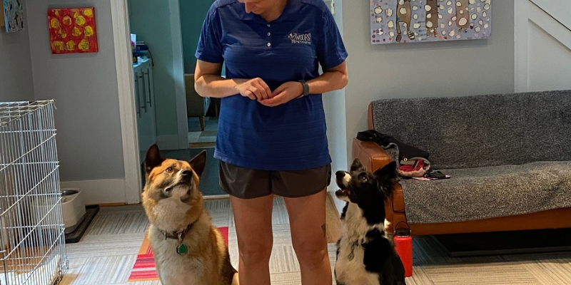 Trainer Erica Pytlovany doing day training with an Akita and Border Collie
