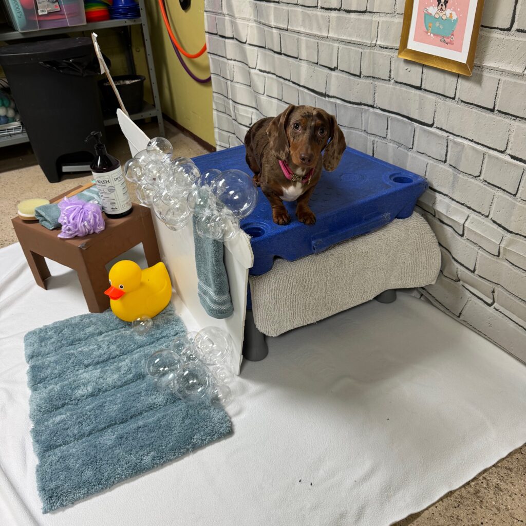 Rub a dub dub, Jellybean staying in a tub—behind the scenes