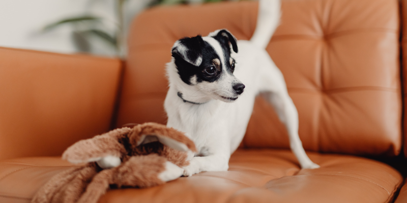 Indoor play to keep your dog busy