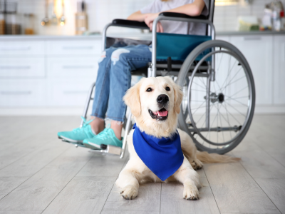 Golden retriever sitting beside child's wheelchair