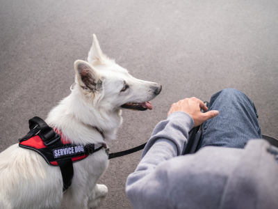 Trained service dog walking beside wheelchair