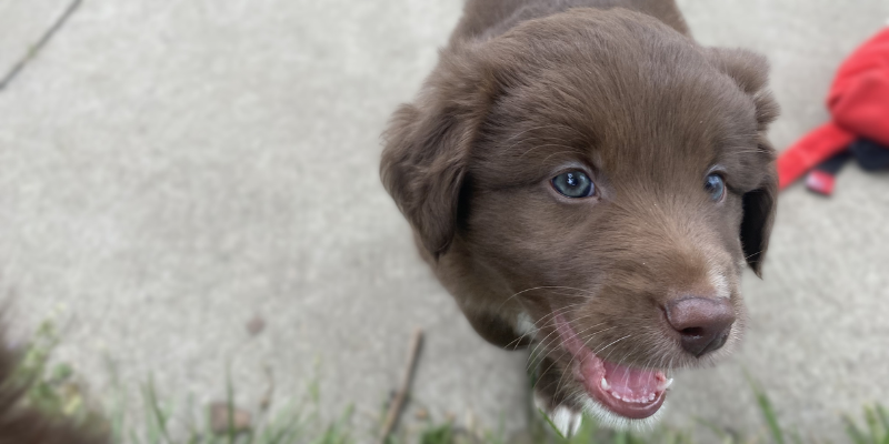 Puppy under 8 weeks old demonstrates The Missing Eight