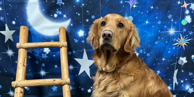 Ladder to the Moon featuring golden retriever Tucker
