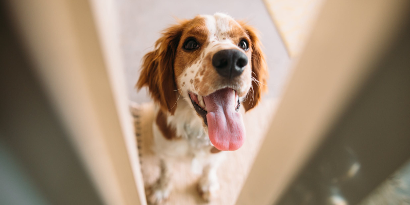 Happy spaniel demonstrating real life rewards by waiting at the door