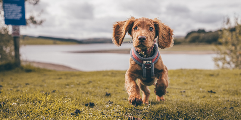 Compare training options to meet your goals