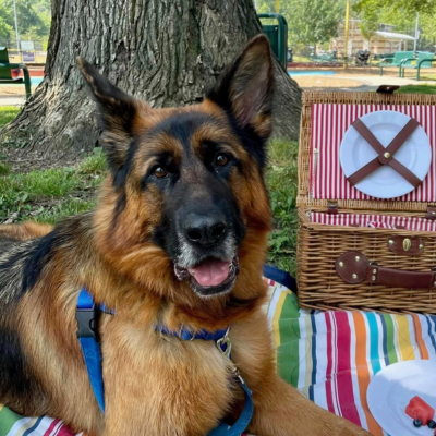 Good Manners Dog Training - German Shepherd Dog on a picnic