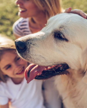 Solving aggression challenges—mother, daughter and smiling golden retriever