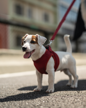 No more leash reactivity—a happy Jack Russell Terrier stands on leash in a semi-urban area