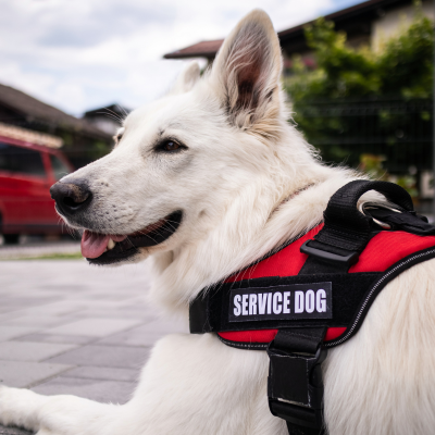 Service Dog Training