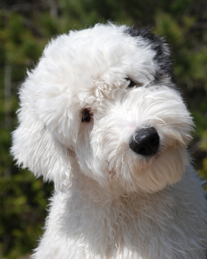 FAQs for Good Manners