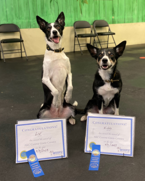 FAQ for Group Dog Training Classes