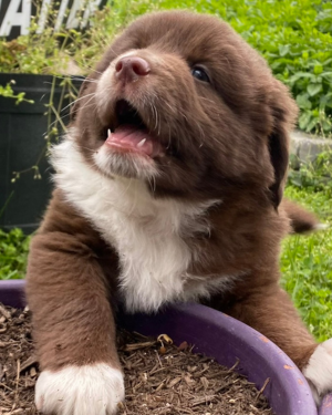 FAQ for Puppy Training