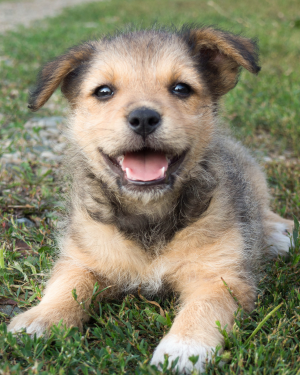Group classes and parties for puppies