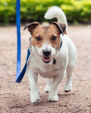 Adult dog training class
