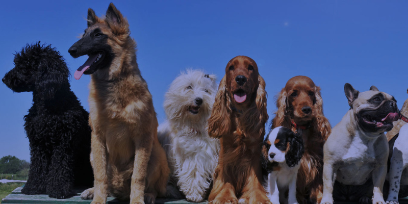 Group dog training class