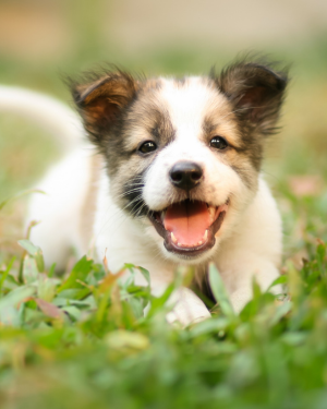 Puppy training class